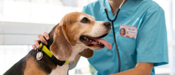 fonendoscopio veterinario