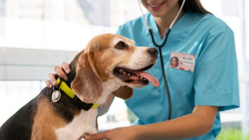 fonendoscopio veterinario